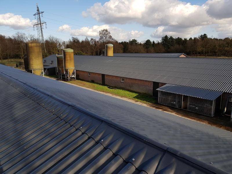 golfplaten dak vervangen